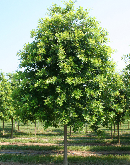 Northern Pin Oak